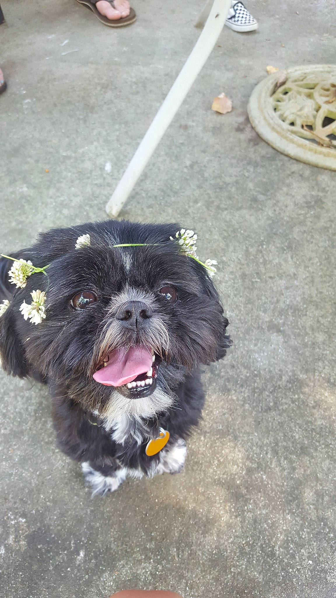 Nora is registered to the contest to win money with this photo: affenpinscher, bolonka, canidae, carnivore, chinese_imperial_dog, dog, dog_breed, havanese, kyi_leo, lhasa_apso, mammal, non_sporting_group, puppy, rare_breed_dog, schnoodle, shih_tzu, snout, sporting_group, tibetan_terrier, toy_dog