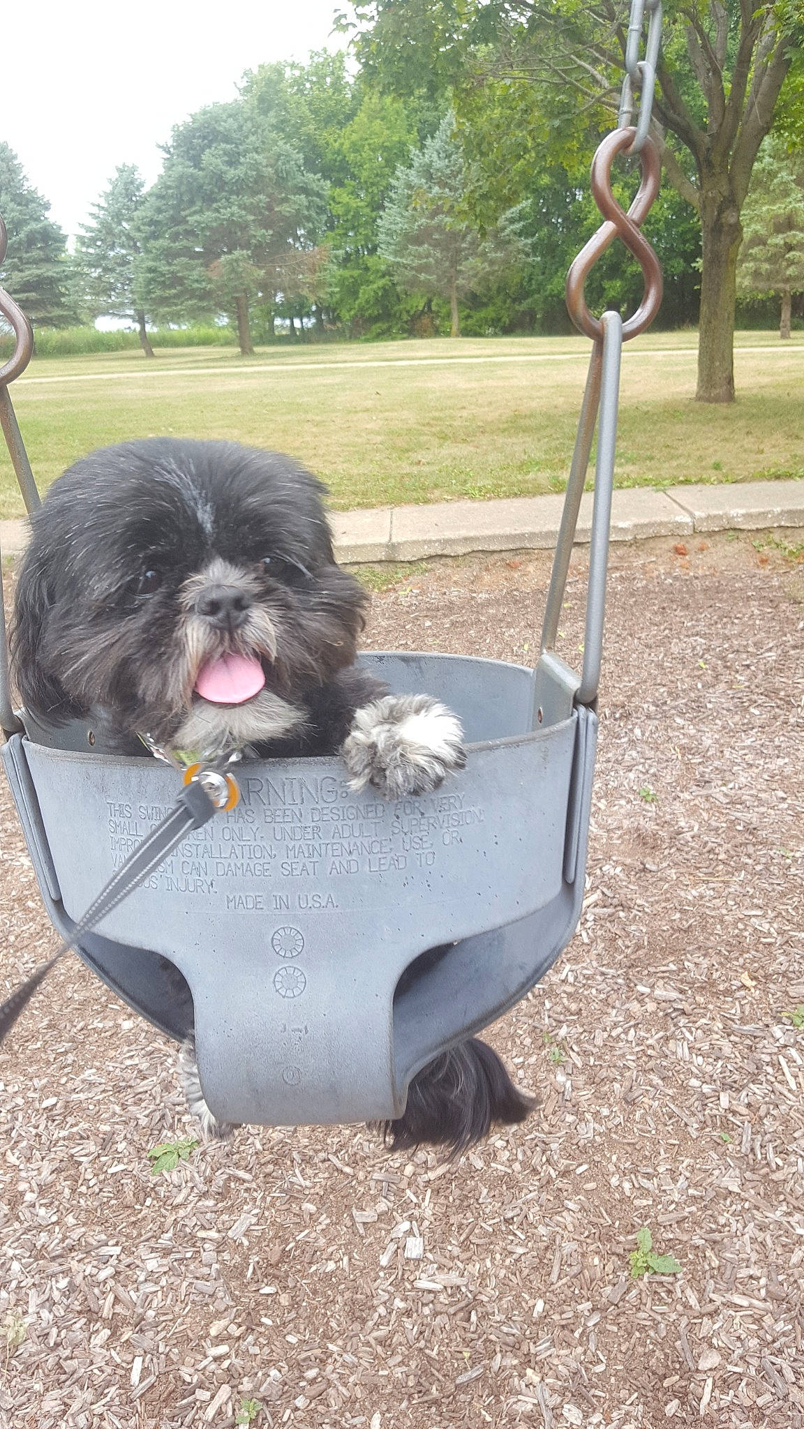 Nora is registered to the contest to win money with this photo: affenpinscher, canidae, cao_da_serra_de_aires, carnivore, chinese_imperial_dog, companion_dog, dog, dog_breed, lhasa_apso, liver, lowchen, non_sporting_group, shih_tzu, sporting_group, tibetan_terrier, toy_dog