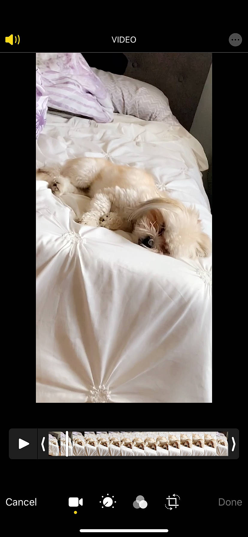 Belle joined the competition — help win amazing prizes! bed, bed_sheet, bedding, canidae, carnivore, comfort, companion_dog, duvet, fur, furniture, linens, maltese, nap, pillow, room, shih_tzu, sleep, textile