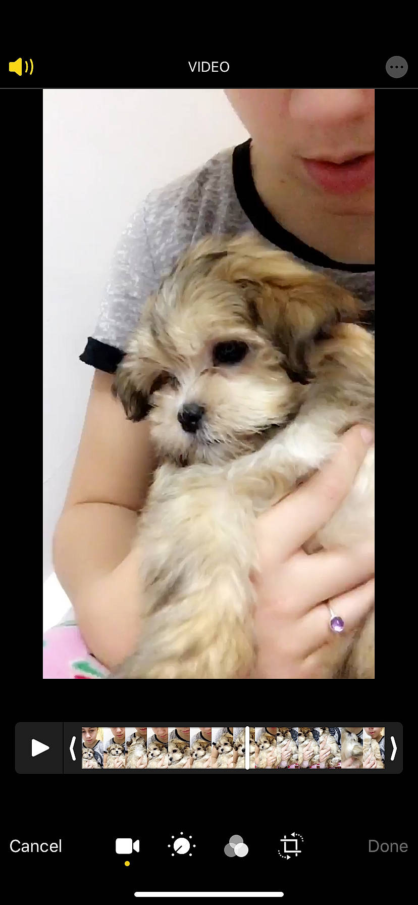 Belle is registered to the contest to win money with this photo: bolonka, canidae, carnivore, chinese_imperial_dog, companion_dog, dog, dog_breed, havanese, mal_shi, maltepoo, maltese, mammal, morkie, pekapoo, puppy, puppy_love, schnoodle, shih_poo, shih_tzu, vertebrate