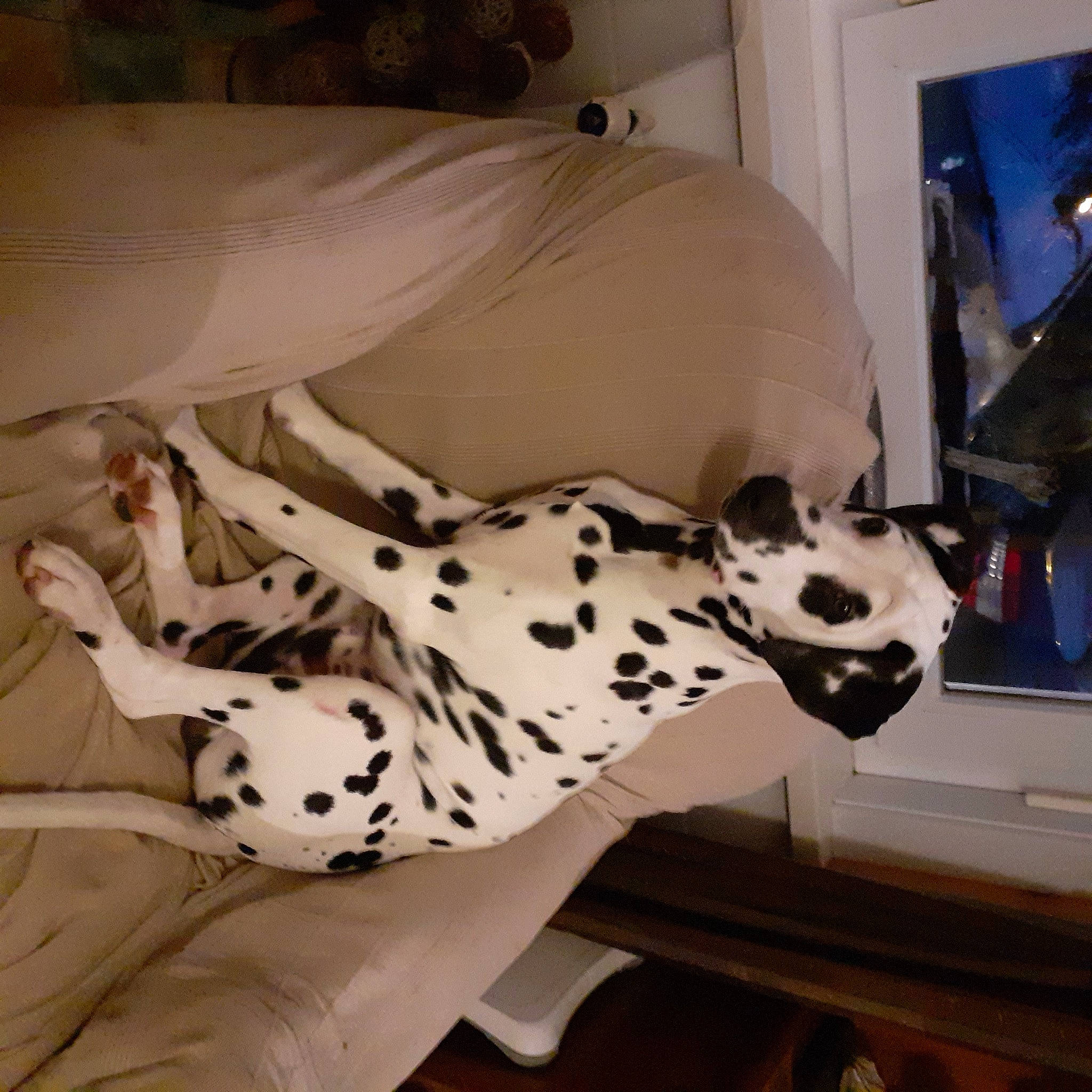 Samy participe au concours pour gagner de l'argent avec cette photo : art, canidae, carnivore, comfort, companion_dog, dalmatian, dog, dog_breed, felidae, fur, pattern, personal_protective_equipment, room, sculpture, skeleton, snout, sporting_group, visual_arts, whiskers, white