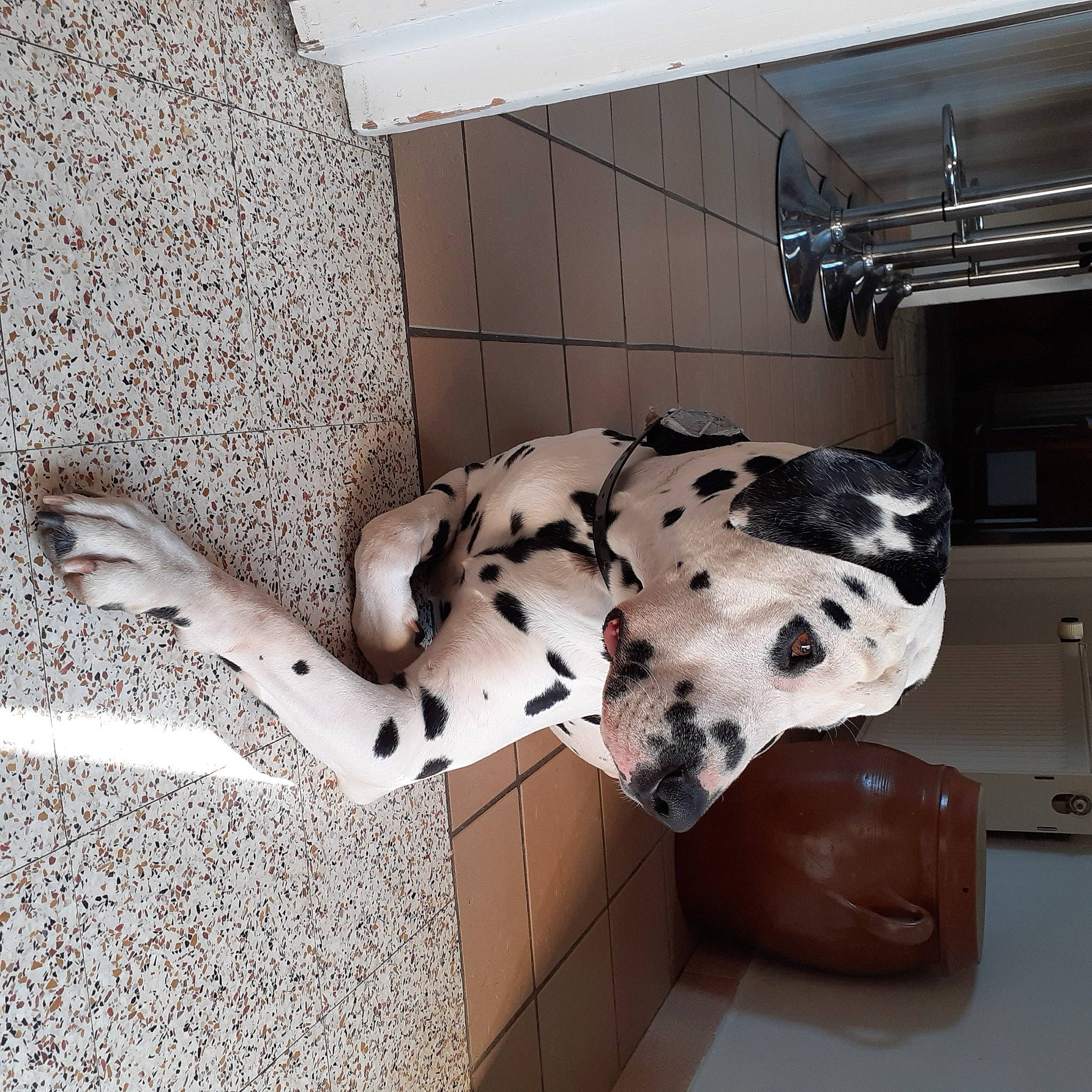 Samy a rejoint le concours — aidez-le/la à gagner de superbes lots ! art, canidae, carmine, carnivore, ceiling, companion_dog, dalmatian, dog, dog_breed, door, floor, flooring, human_leg, metal, non_sporting_group, pattern, room, sporting_group, wood, working_animal