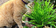 Lilou participe au concours pour gagner de l'argent avec cette photo : animal, cat, closeup, collar, daylight, feline, flora, fur, garden, grass, greenery, nature, orange_tabby, outdoor, peaceful, pet, plant, sniffing, stone_path, whiskers