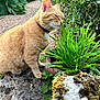 animal, cat, closeup, collar, daylight, feline, flora, fur, garden, grass, greenery, nature, orange_tabby, outdoor, peaceful, pet, plant, sniffing, stone_path, whiskers