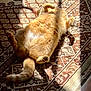 Lilou a rejoint le concours — aidez-le/la à gagner de superbes lots ! cat, comfort, cozy, domestic_animal, feline, floor, fluffy, indoor, orange_tabby, patterned_rug, paw, pet, relaxed, rug, shadow, sleeping, sunlight, tail, warm, whiskers