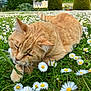 Lilou a rejoint le concours — aidez-le/la à gagner de superbes lots ! animal, blue_sky, blurred_background, cat, chewing, cloud, daisy, flora, flower_field, garden, ginger_cat, grass, greenery, leaf, nature, outdoor, pet, playful, summer, sunlight