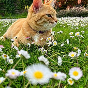 Lilou participe au concours pour gagner de l'argent avec cette photo : animal, cat, close_up, collar, daisies, flowers, garden, ginger_cat, grass, greenery, leafy, meadow, nature, outdoor, peaceful, pet, profile, relaxing, spring, sunlight