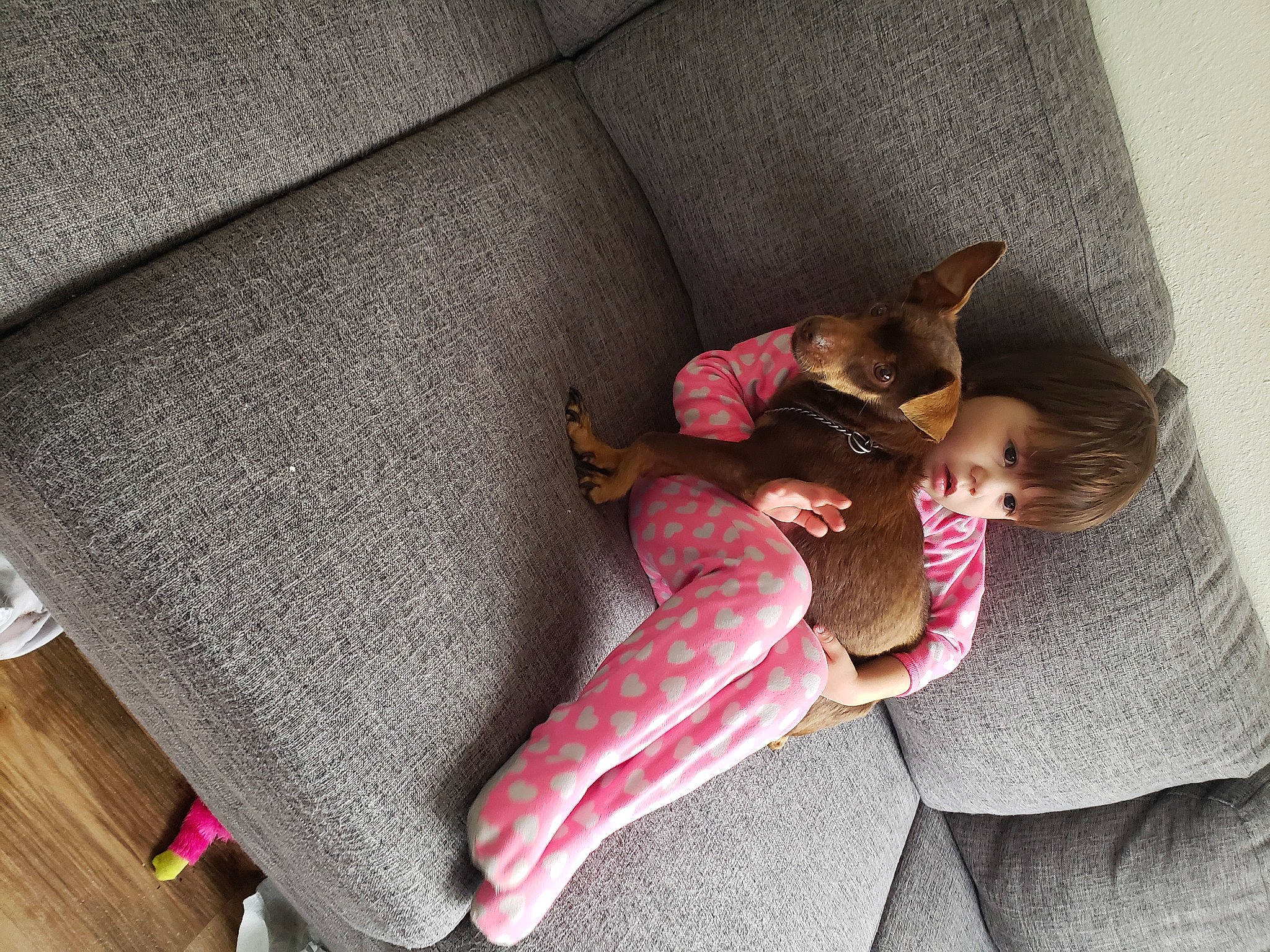 Trinidy is registered to the contest to win money with this photo: baby, baby_toddler_clothing, carmine, carnivore, comfort, companion_dog, couch, dog, dog_breed, fawn, flooring, fur, hardwood, linens, magenta, person, room, sitting, stuffed_toy, textile