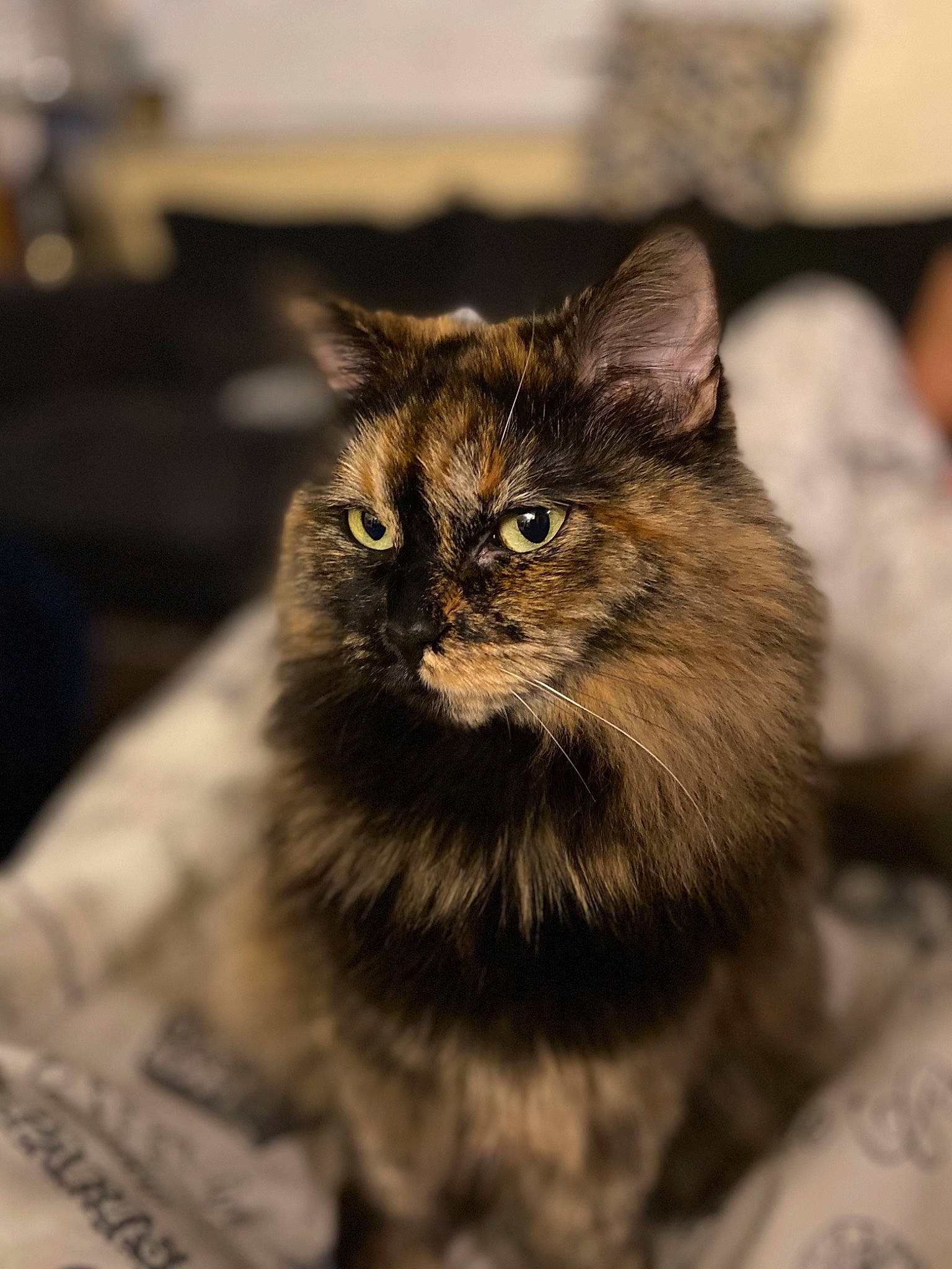 Harley Quinn is registered to the contest to win money with this photo: carnivore, cat, claw, domestic_short_haired_cat, felidae, fur, iris, monochrome, monochrome_photography, small_to_medium_sized_cats, snout, terrestrial_animal, whiskers, wildlife