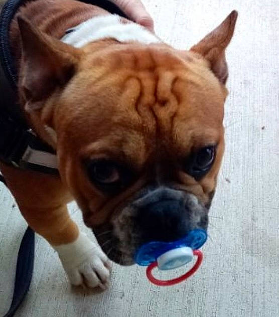 Sweety a rejoint le concours — aidez-le/la à gagner de superbes lots ! bulldog, canidae, carnivore, collar, comfort, companion_dog, dog, dog_breed, dog_collar, ear, fawn, flooring, fur, plant, snout, sporting_group, toy_dog, whiskers, working_animal, wrinkle