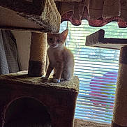 Pumpkin is registered to the contest to win money with this photo: kitten, cat, cat_tree, indoor, window, blinds, daylight, orange_cat, white_paws, feline, pet, cozy, furniture, curtains, playful, young_cat, home, animal, soft_texture, backlit