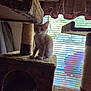 kitten, cat, cat_tree, indoor, window, blinds, daylight, orange_cat, white_paws, feline, pet, cozy, furniture, curtains, playful, young_cat, home, animal, soft_texture, backlit