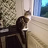 cat, treadmill, window, indoor, tabby_cat, curious, radiator, leafy_wallpaper, floor_tiles, evening, pet, furniture, cozy, domestic, looking_out, white_paws, long_tail, natural_light, home, curtain