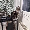 cat, treadmill, indoor, window, radiator, leafy_wallpaper, floor_tiles, furniture, pet, curious, domestic, cozy, animal, sitting, long_tail, fur, exercise_equipment, home, quiet, contemplative