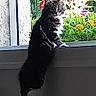 cat, window, flowers, garden, plant, curious, indoor, pet, animal, nature, green, colorful, standing, looking, feline, domestic, radiator, daylight, background, vertical