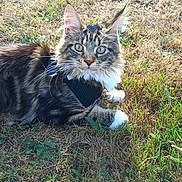 Bianca a rejoint le concours — aidez-le/la à gagner de superbes lots ! cat, maine_coon, fluffy, longhaired, whiskers, blue_eyes, outdoors, grass, field, pet, harness, leash, lying_down, animal_portrait, fur, ears, tail, nature, daylight, looking_at_camera