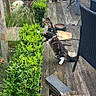 Bianca a rejoint le concours — aidez-le/la à gagner de superbes lots ! cat, harness, hedge, wooden_deck, garden, greenery, outdoor_furniture, chair, table, potted_plant, plant, grass, wood, pet, animal, curious, nature, daylight, backyard, exploration