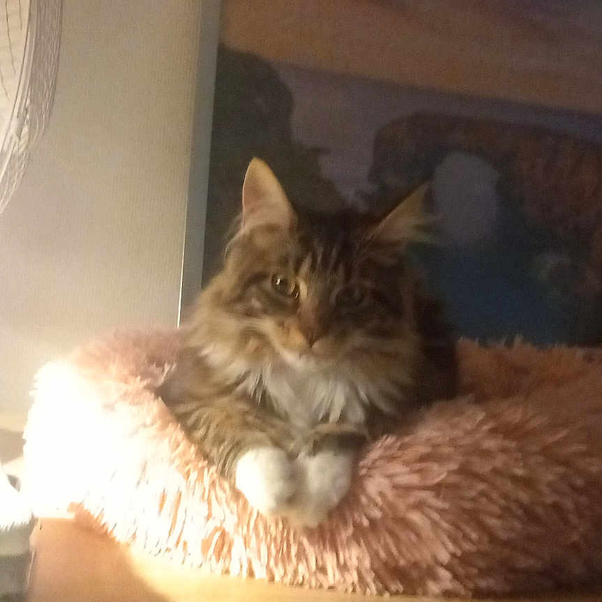 Bianca participe au concours pour gagner de l'argent avec cette photo : cat, fluffy_cat, long_hair, tabby, pet, animal, sitting, portrait, indoors, bookshelf, cushion, pink_cushion, wood, shelf, painting, framed_art, lamp, warm_lighting, cozy, home_decor