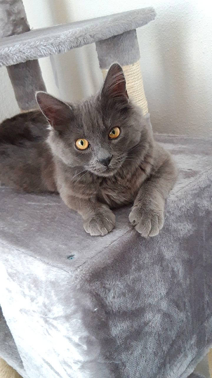 Pioupiou a rejoint le concours — aidez-le/la à gagner de superbes lots ! carnivore, cat, comfort, domestic_short_haired_cat, felidae, fur, grey, paw, russian_blue, sitting, small_to_medium_sized_cats, snout, tail, whiskers, window