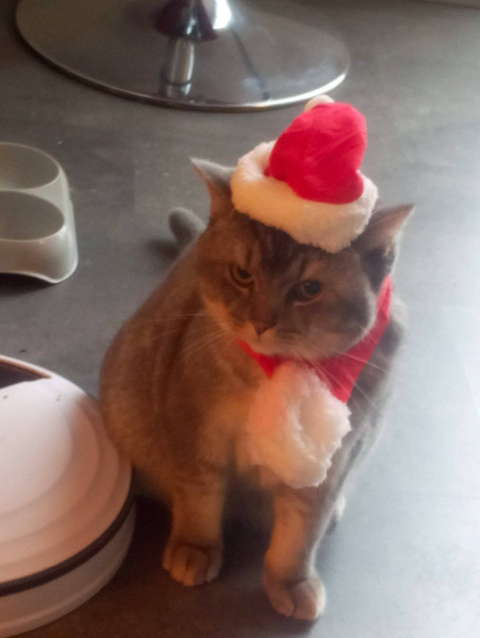 Boby participe au concours pour gagner de l'argent avec cette photo : carnivore, cat, dishware, domestic_short_haired_cat, fawn, felidae, flooring, fur, hat, kitchen_utensil, plant, plate, porcelain, serveware, small_to_medium_sized_cats, snout, tableware, tail, whiskers, wood