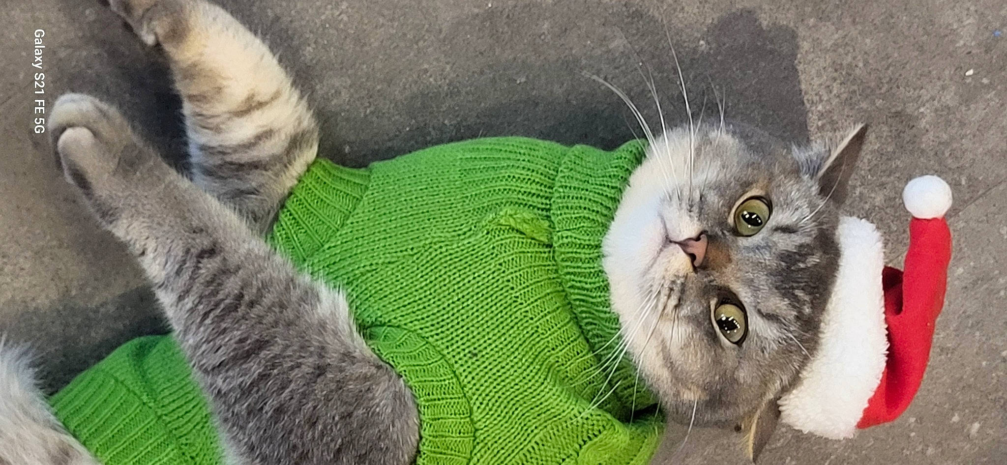 Boby a rejoint le concours — aidez-le/la à gagner de superbes lots ! carnivore, cat, claw, comfort, domestic_short_haired_cat, felidae, fur, grass, grey, knitting, paw, plant, small_to_medium_sized_cats, snout, tail, thread, whiskers, wool, woolen