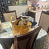 animal, bag, cat, chair, curtain, dining_table, domestic, floor, furniture, glasses, household_items, indoor, kitchen, painting, pet, plastic_bag, tabby_cat, tablecloth, window, wood