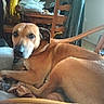 dog, brown_dog, pet, canine, lying_down, curled_up, couch, sofa, indoor, home, living_room, furniture, chair, table, wood, clothing, blanket, cozy, portrait, animal_face