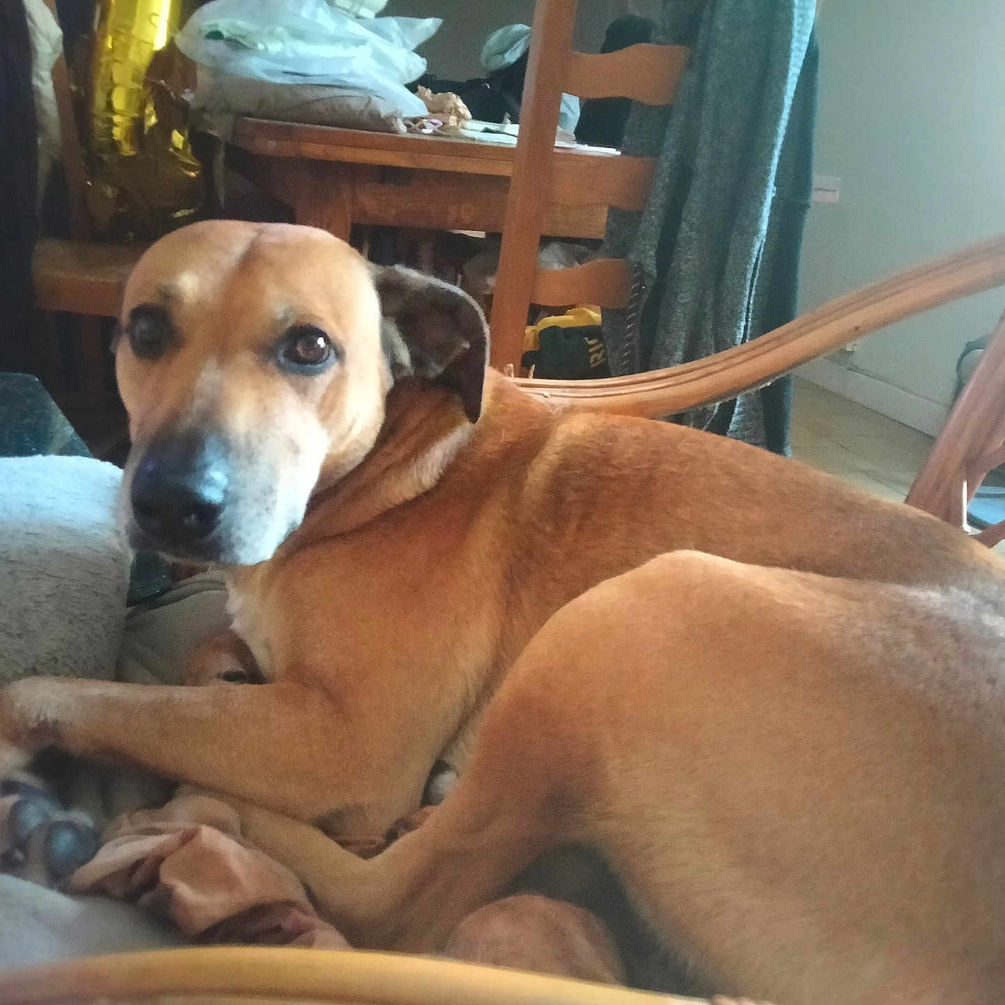 Phoenix participe au concours pour gagner de l'argent avec cette photo : dog, brown_dog, pet, canine, lying_down, curled_up, couch, sofa, indoor, home, living_room, furniture, chair, table, wood, clothing, blanket, cozy, portrait, animal_face