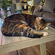 Tiger is registered to the contest to win money with this photo: cat, tabby_cat, sleeping, table, wooden_table, vase, flowers, candle, couch, throw_blanket, living_room, home_decor, flooring, domestic_animal, pet, indoor, relaxation, fur, whiskers, furniture