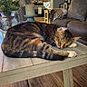 candle, cat, couch, domestic_animal, flooring, flowers, fur, furniture, home_decor, indoor, living_room, pet, relaxation, sleeping, tabby_cat, table, throw_blanket, vase, whiskers, wooden_table