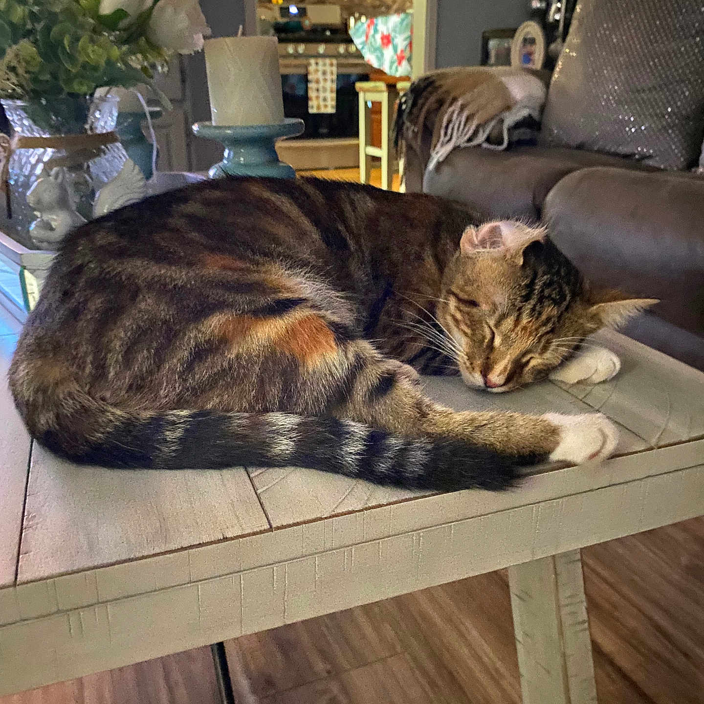 Tiger is registered to the contest to win money with this photo: cat, tabby_cat, sleeping, table, wooden_table, vase, flowers, candle, couch, throw_blanket, living_room, home_decor, flooring, domestic_animal, pet, indoor, relaxation, fur, whiskers, furniture