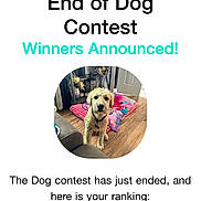 Skipper is registered to the contest to win money with this photo: announcement, blanket, circular_photo, colorful, contest, digital, dog, email, furniture, home, indoor, message, notification, pet, ranking, ranking_number, screenshot, small_dog, text, wooden_floor