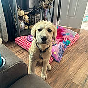 Skipper joined the competition — help win amazing prizes! puppy, dog, golden_retriever, indoor, living_room, blanket, vase, pumpkin, lantern, wooden_floor, door, couch, decor, curious, pet, collar, furniture, natural_light, flooring, houseplant