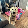 puppy, dog, golden_retriever, indoor, living_room, blanket, vase, pumpkin, lantern, wooden_floor, door, couch, decor, curious, pet, collar, furniture, natural_light, flooring, houseplant