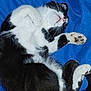 Gipsy participe au concours pour gagner de l'argent avec cette photo : animal, black_and_white, blue_background, cat, close_up, cozy, cute, domestic_animal, feline, fur, indoor, paws, pet, pink_nose, relaxed, resting, sleep, sleeping, soft, whiskers