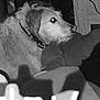 animal, black_and_white, blanket, cat, collar, companion, cozy, curious, dog, domestic, fur, furry, indoor, mammal, pet, quiet, relaxation, resting, side_view, wood_furniture