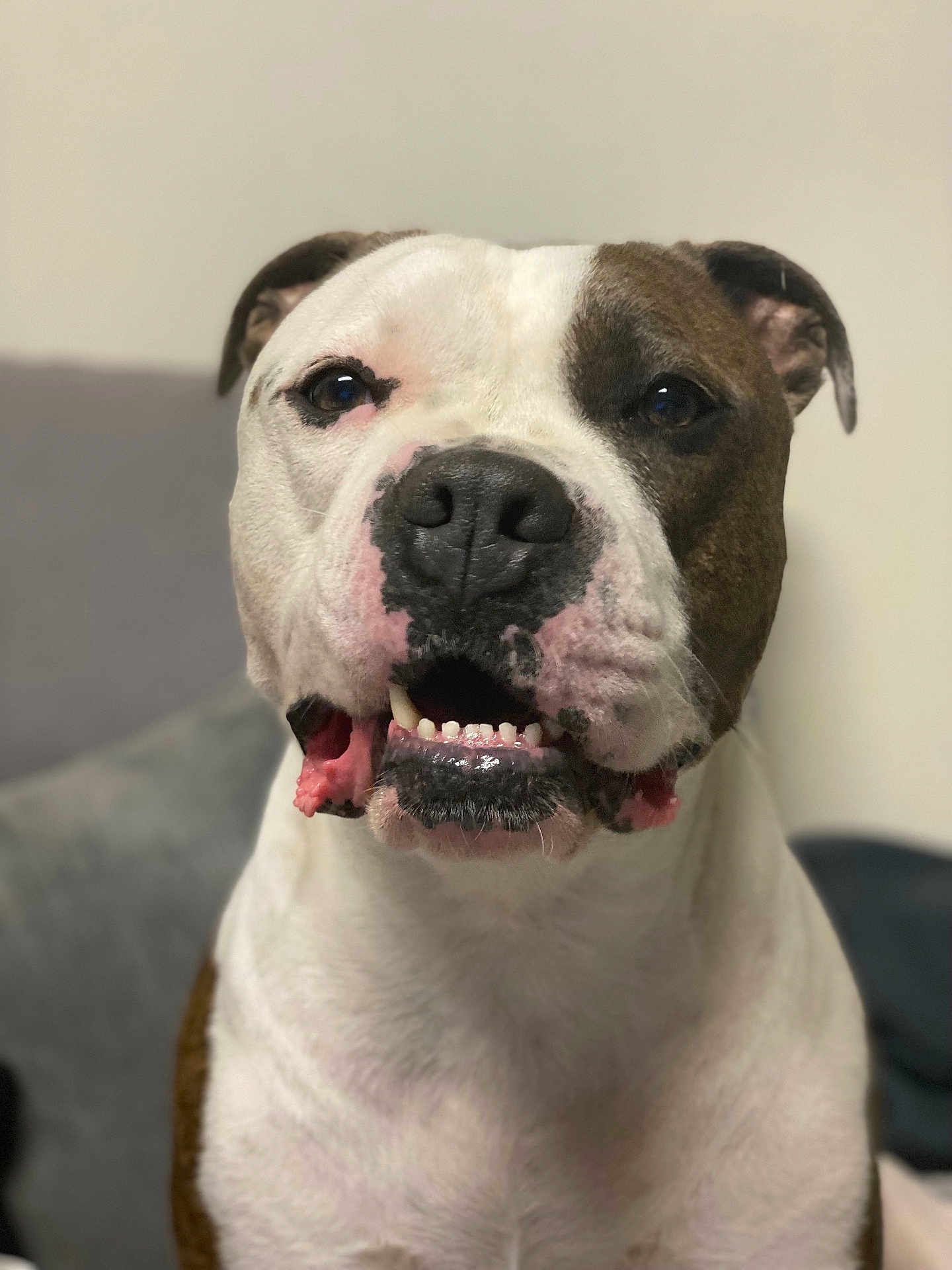 Prince participe au concours pour gagner de l'argent avec cette photo : dog, pet, portrait, close_up, indoor, smiling, canine, friendly, brown, white, face, nose, teeth, ears, animal, companion, cute, domestic, furry, sitting