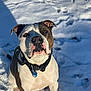 Prince a rejoint le concours — aidez-le/la à gagner de superbes lots ! dog, snow, outdoor, pet, animal, collar, sunlight, winter, white, black, brown, face, sitting, canine, fur, nature, daylight, cute, friendly, portrait