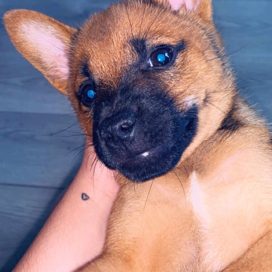 Pumba