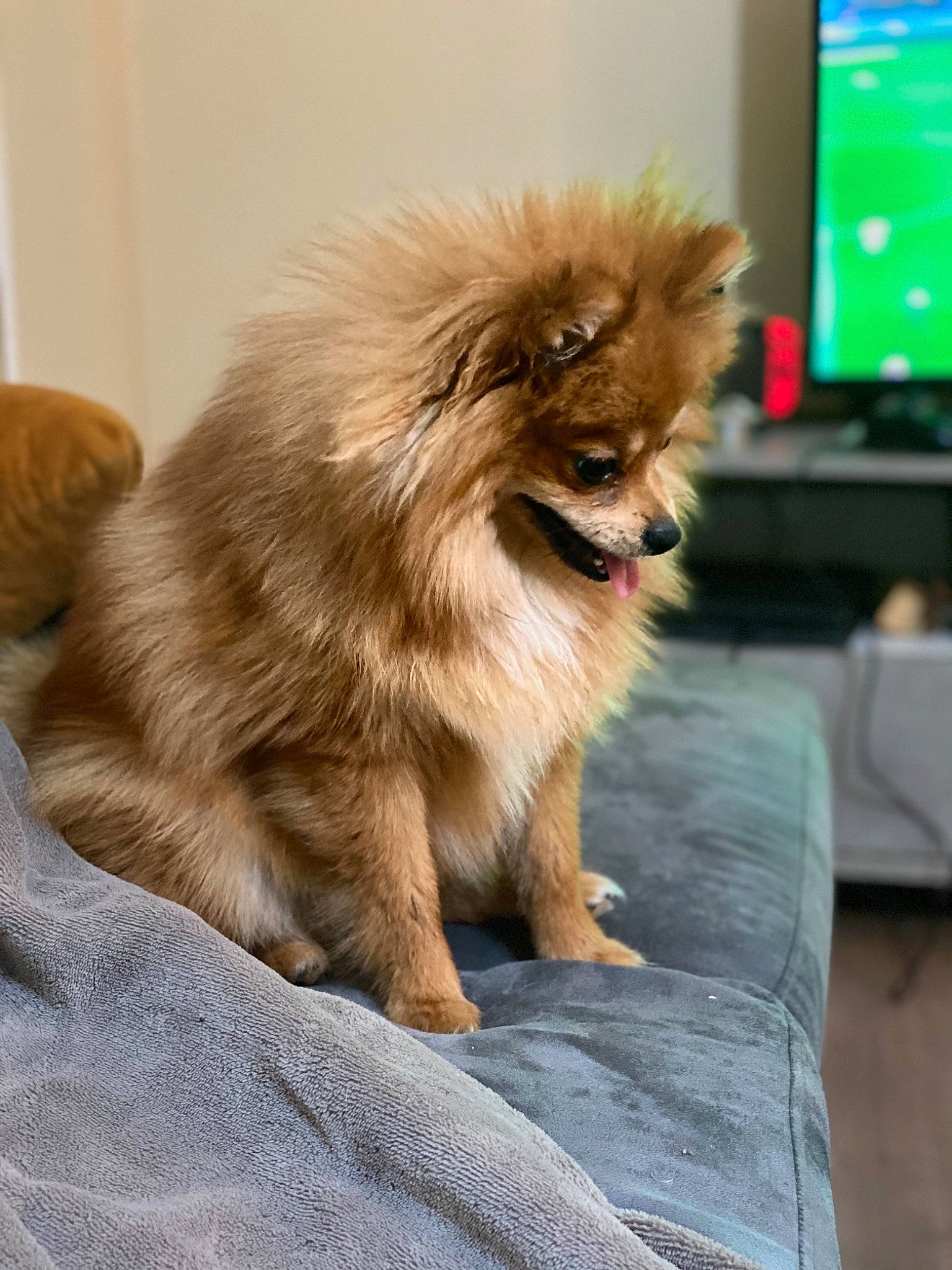 Fendi participe au concours pour gagner de l'argent avec cette photo : canidae, carnivore, companion_dog, dog, dog_breed, fawn, fur, german_spitz, german_spitz_klein, german_spitz_mittel, mammal, non_sporting_group, pomeranian, puppy, spitz, sporting_group, tibetan_spaniel, toy_dog, vertebrate, volpino_italiano