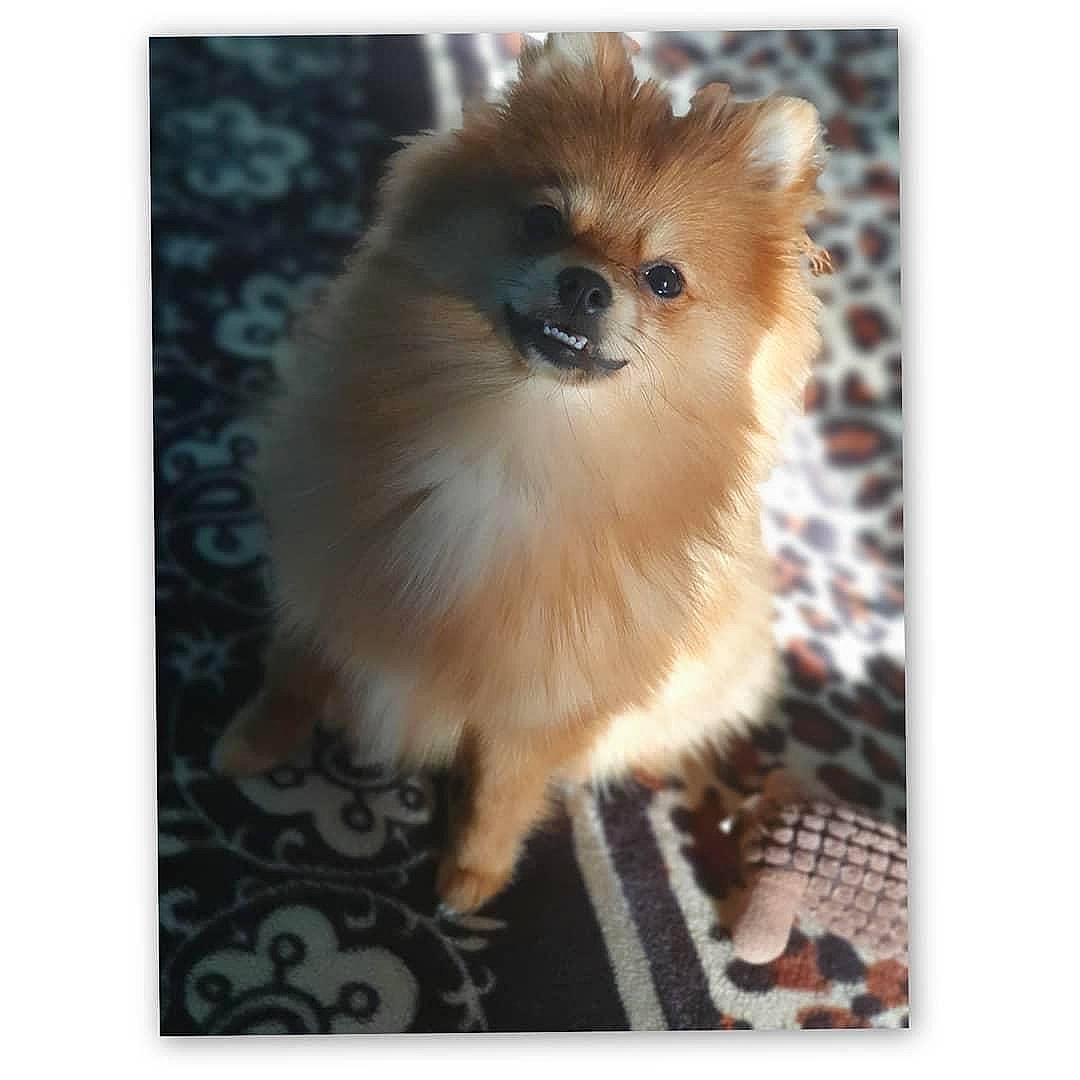 Fendi participe au concours pour gagner de l'argent avec cette photo : canidae, carnivore, companion_dog, dog, dog_breed, fawn, german_spitz, german_spitz_klein, german_spitz_mittel, mammal, non_sporting_group, pomeranian, puppy, spitz, toy_dog, vertebrate, volpino_italiano