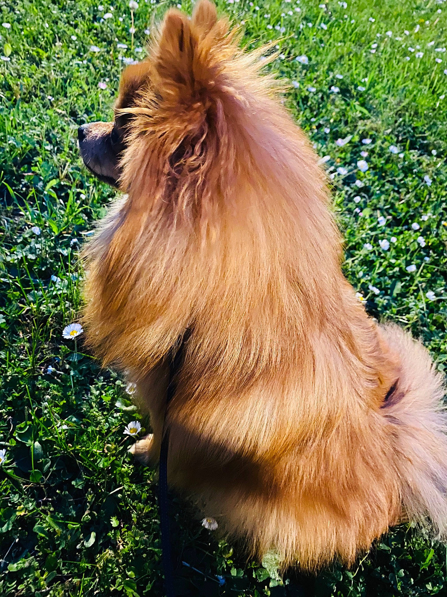 Fendi participe au concours pour gagner de l'argent avec cette photo : canidae, carnivore, companion_dog, dog, dog_breed, fawn, german_spitz, german_spitz_klein, german_spitz_mittel, grass, liver, mammal, non_sporting_group, pomeranian, spitz, sporting_group, tibetan_spaniel, toy_dog, vertebrate, volpino_italiano