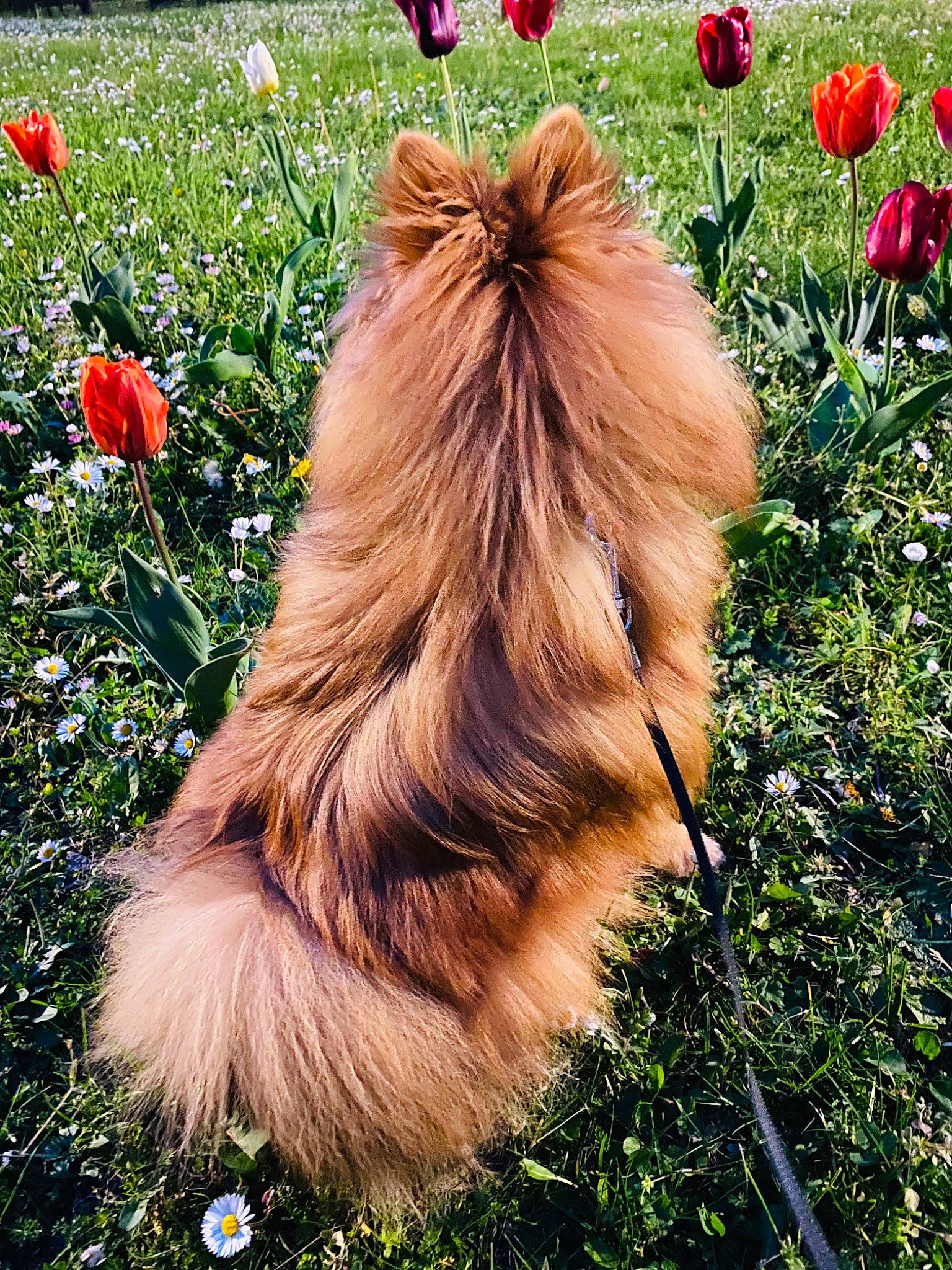 Fendi a rejoint le concours — aidez-le/la à gagner de superbes lots ! canidae, carnivore, companion_dog, dog, dog_breed, fawn, flower, fur, grass, liver, long_hair, plant, pomeranian, sporting_group, spring, tail, tulip