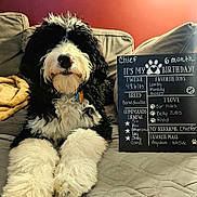 Chief joined the competition — help win amazing prizes! dog, bernedoodle, puppy, black_and_white, fluffy, paws, nose, closeup, portrait, couch, blanket, chalkboard, birthday_sign, indoor, living_room, pet_tag, fur, playful, cute, furniture