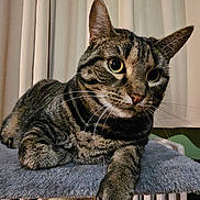 Valor is registered to the contest to win money with this photo: cat, tabby, tabby_cat, whiskers, paw, ear, eyes, pet, feline, indoor, curtain, cozy, resting, close_up, portrait, cat_tree, blanket, fur, looking_at_camera, mammal