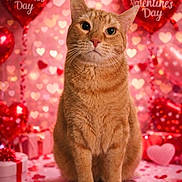 Blaze is registered to the contest to win money with this photo: cat, ginger_cat, pet, valentine, heart_balloon, balloon, gift, present, confetti, pink_background, bokeh, decorations, portrait, sitting, whiskers, indoor, cute, festive, celebration, love
