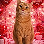 cat, ginger_cat, pet, valentine, heart_balloon, balloon, gift, present, confetti, pink_background, bokeh, decorations, portrait, sitting, whiskers, indoor, cute, festive, celebration, love