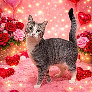 Pierce joined the competition — help win amazing prizes! cat, tabby_cat, pet, valentines, hearts, heart_balloon, roses, flowers, pink, sparkle_lights, bokeh, plush_rug, fur, whiskers, tail, portrait, indoor, standing, cute, cozy