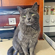 Ash is registered to the contest to win money with this photo: cat, gray_cat, green_eyes, whiskers, fluffy, pet, indoor, kitchen, countertop, cabinet, stove, appliance, spice_jars, toaster, outlet, paws, tail, portrait, sitting, closeup