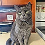 cat, gray_cat, green_eyes, whiskers, fluffy, pet, indoor, kitchen, countertop, cabinet, stove, appliance, spice_jars, toaster, outlet, paws, tail, portrait, sitting, closeup